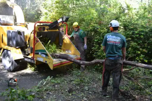 tree services Running Springs